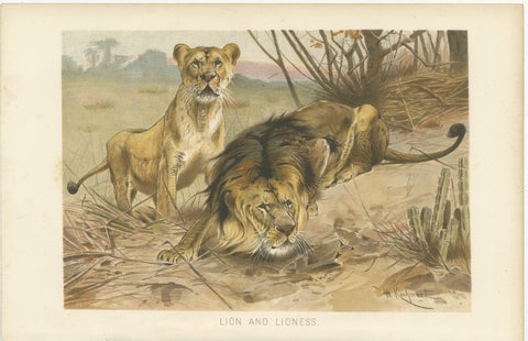 Lion and Lioness, Antique Big Cat Print, Victorian Natural History 1894, view 2