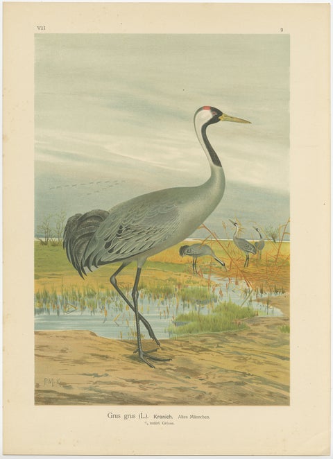 Antique Chromolithograph of the Common Crane, Grus Grus, c.1890, view 2