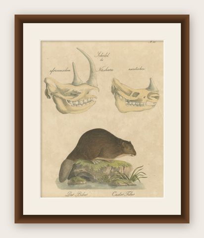 Beaver and African & Asian Rhinoceros Skull Studies, Brodtmann, 1816, shown framed