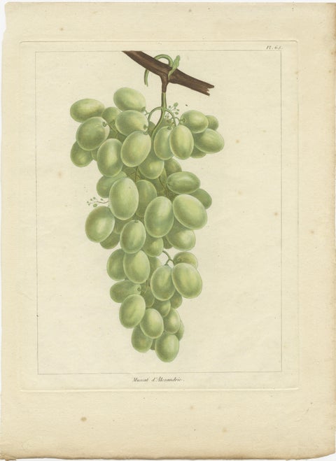 Set of Three Antique Prints of Various Green / White Grape Varieties, 1821, view 2