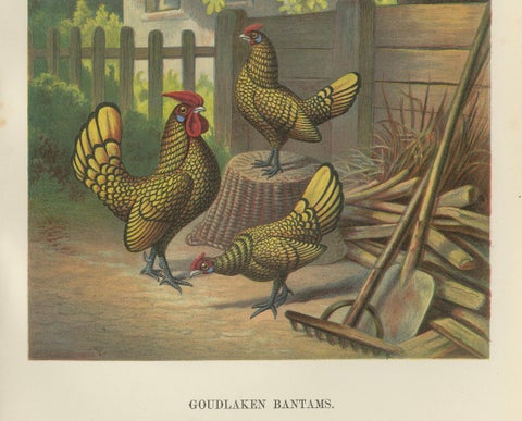 The Golden-Laced Bantam - A Rare 19th Century Poultry Lithograph, close-up 1