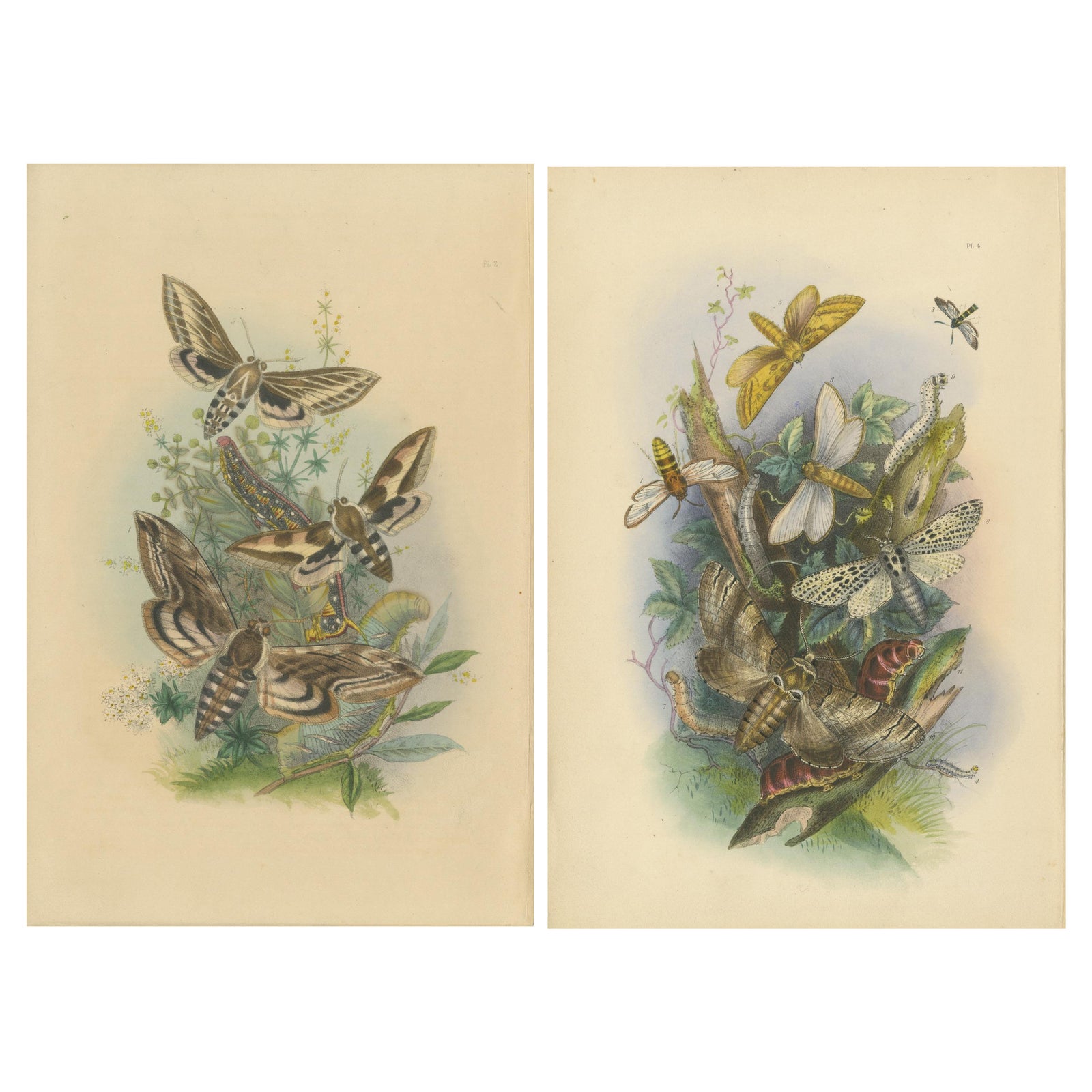 Stunning Vintage Butterfly and Moth Illustration Compilation, Hand-colored, 1860