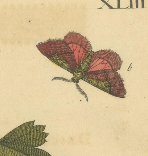 English Moths on Hawthorn, Hand-Colored Insect Engraving, Albin 1720, view 5