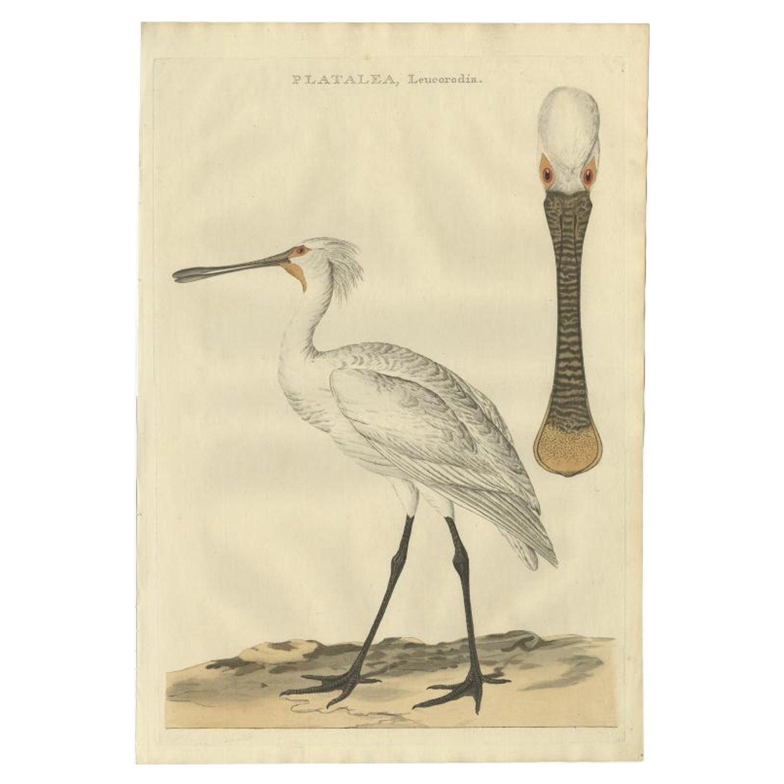 Life-Sized Spoonbill Print, Dutch Ornithology by Sepp and Nozeman, 1789