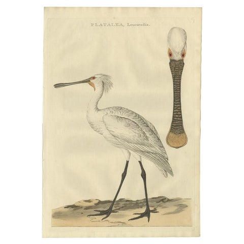 Life-Sized Spoonbill Print, Dutch Ornithology by Sepp and Nozeman, 1789