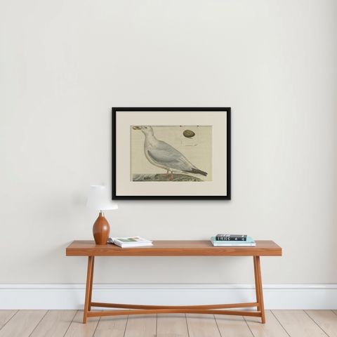 Antique Bird Print of the European Herring Gull by Sepp & Nozeman, 1797, shown framed on a wall