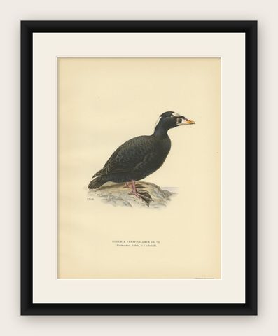 Antique Bird Print of the Surf Scoter by Von Wright, 1929, shown framed