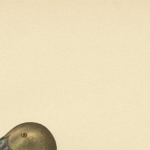 Antique Bird Print of the Female Common Pochard by Von Wright, 1929, close-up 1