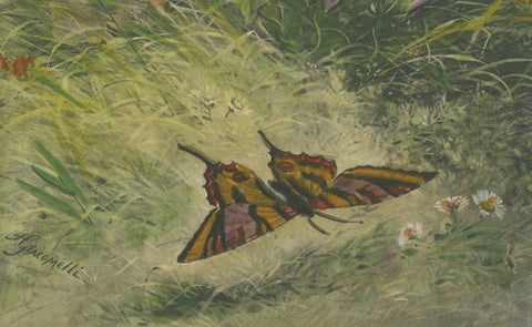 Morning Glories with Butterfly - Giacomelli’s Nature Print, Circa 1891, close-up 3