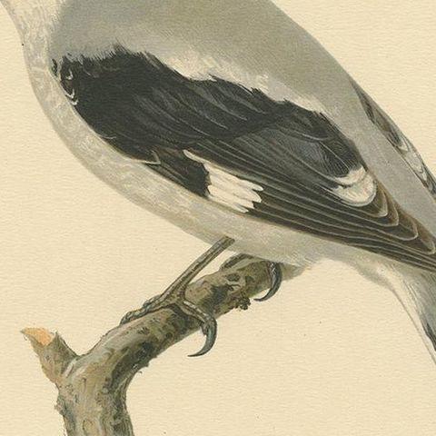 Antique Bird Print of the Great Grey Shrike by Von Wright, 1927, close-up 2