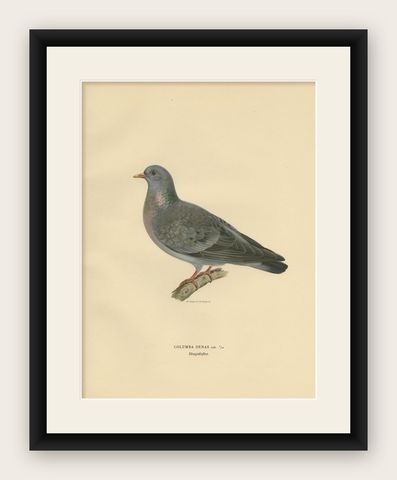 Antique Bird Print of the Stock Dove by Von Wright, 1929, shown framed