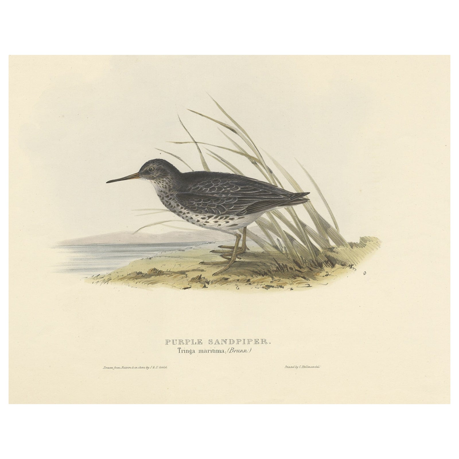 Antique Bird Print of the Purple Sandpiper by Gould, 1832