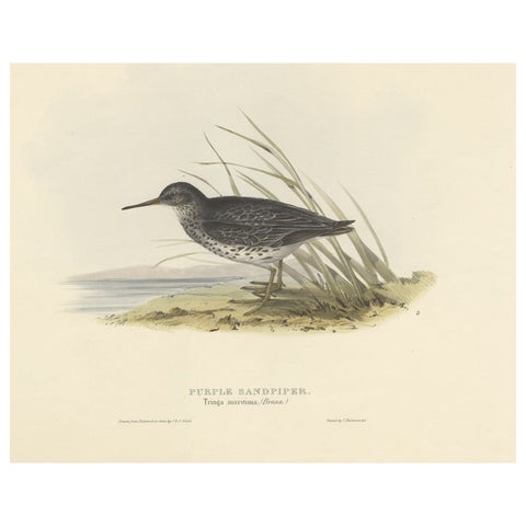 Antique Bird Print of the Purple Sandpiper by Gould, 1832