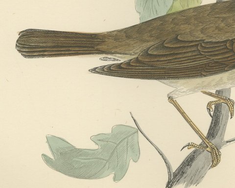 Nightingale Perched among Lobed Leaves, Morris Bird Print, 1896, close-up 2