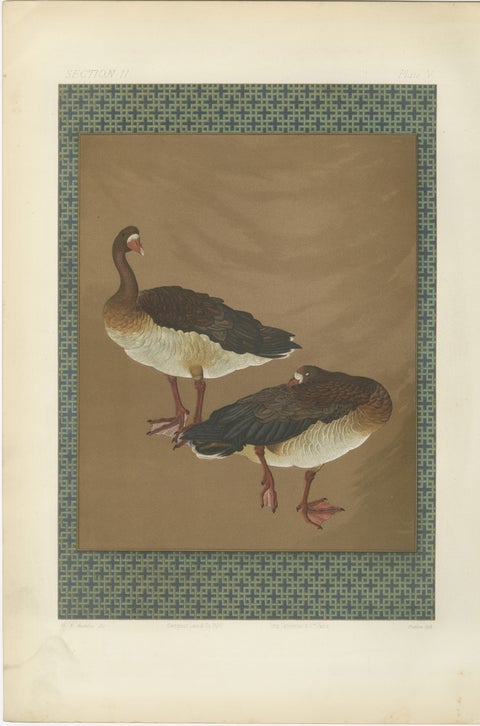 Japanese Geese in Calm Elegance: Antique Lithograph, 1880s, view 2