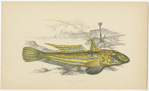 Antique Print of the Yellow Skulpin Fish by J. Couch, circa 1870, view 2
