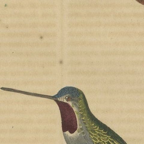 Old Bird Print of a Crimson Topaz and a Long-billed Starthroat Hummingbird, 1845, close-up 2