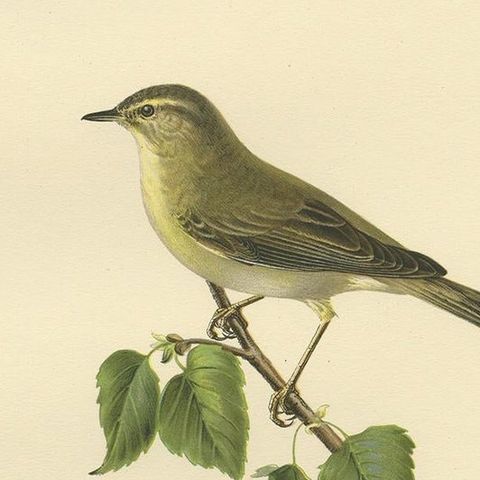 Antique Bird Print of the Willow Warbler by Von Wright, 1927, close-up 2