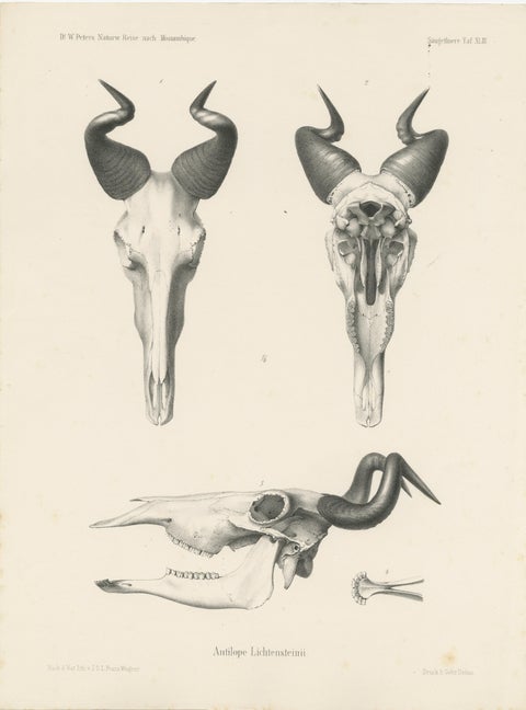 Set of 4 Antique Prints of Antelope Skulls, view 2