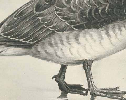 Barnacle Goose Standing at the Water's Edge after Lilian Medland, c. 1909, close-up 2