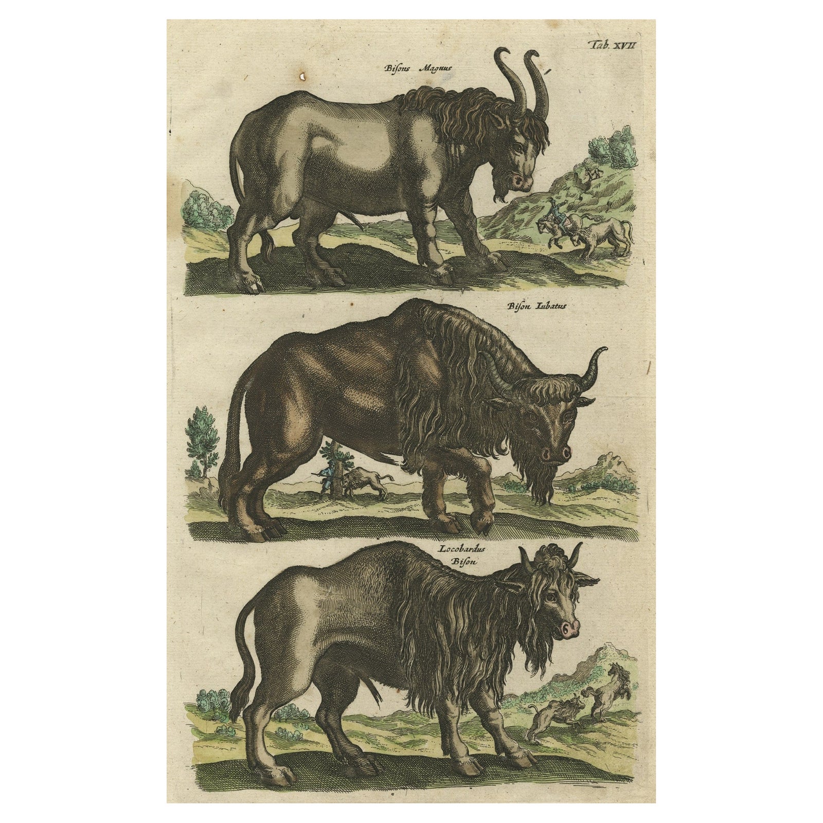 Antique Print of Buffalos, Bisons Magnus, Jubatus and Locobardus, 1657