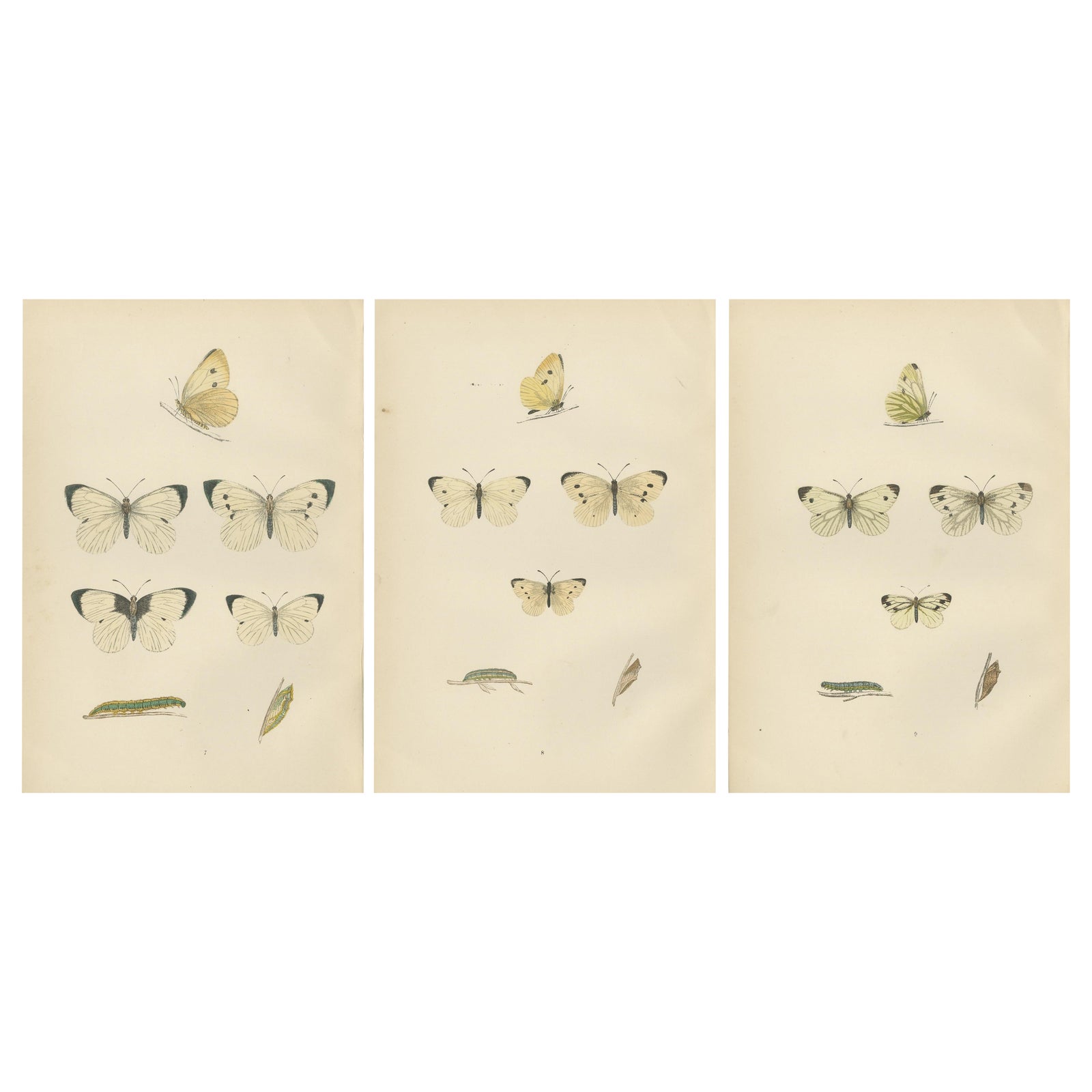Winged Elegance: Stages of Lepidopteran Grace, Published in 1890