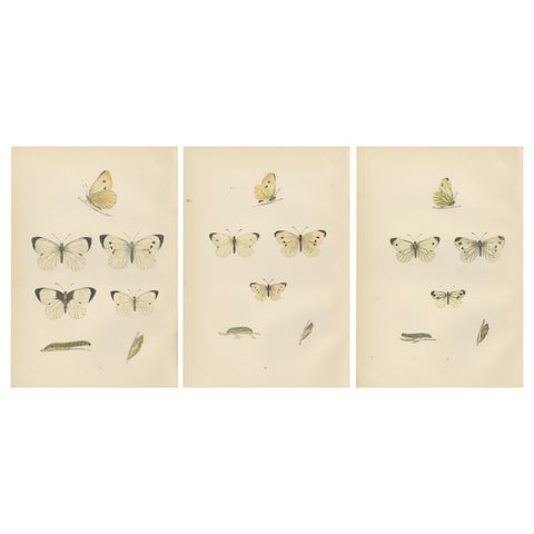 Winged Elegance: Stages of Lepidopteran Grace, Published in 1890