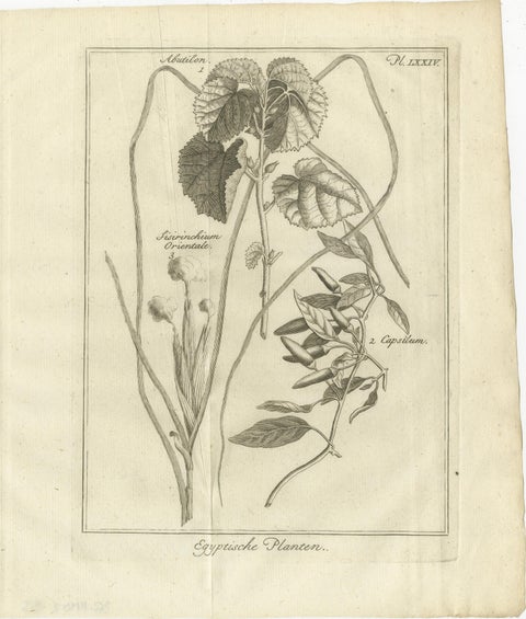 Egyptian Plants, Botanical Studies of Flora from Egypt, c.1776, view 2