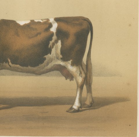 Mancelle Cow, French Cattle Breed, Antique Chromolithograph by Borie, 1863, close-up 3