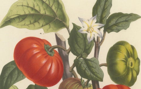 Texas Nightshade Botanical Illustration, Lithograph, 19th Century, close-up 1