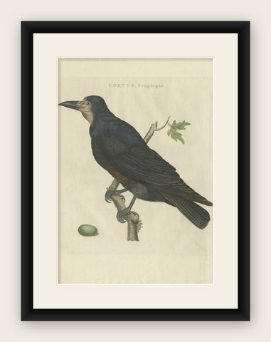 Antique Bird Print of the Rook by Sepp & Nozeman, 1797, shown framed