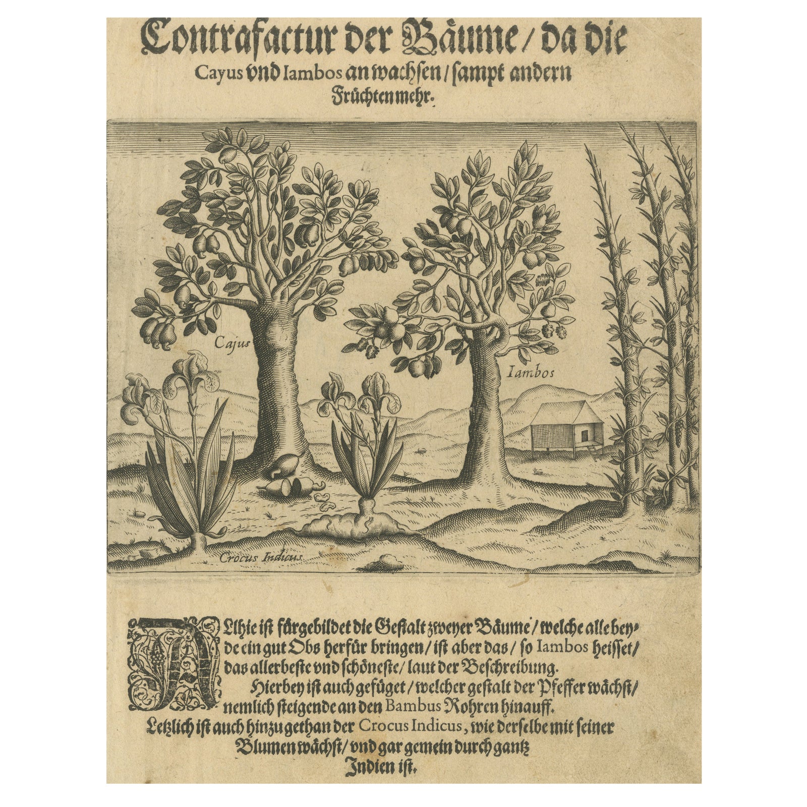 Cashew and Rose Apple Trees with Pepper and Crocus Indicus, de Bry, 1600