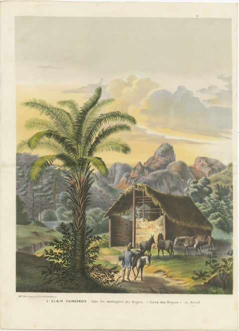 Arecoideae Palm Trees in Serra dos Órgãos, Brazil, circa 1861, view 2