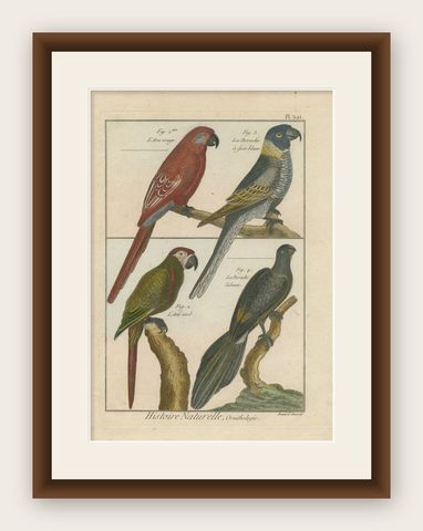 Beautiful, Richly Colored, Copper Engraving of Parrots and Parakeets '1792', shown framed