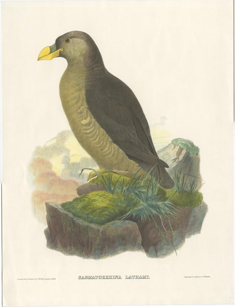Original Antique Bird Print Depicting Latham's Guillemot, 1868, view 2
