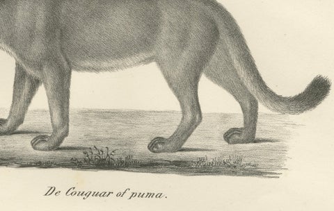 19th-Century Lithograph of the Puma and Cheetah in Graceful Stances, close-up 2