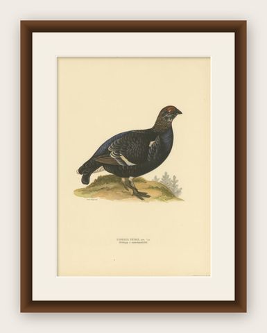 Antique Bird Print of the Male Black Grouse, 1929, shown framed
