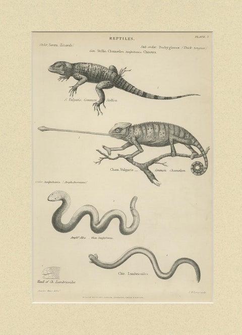 Pl. 3 Antique Print of Various Reptiles by Richardson, circa 1860, view 4