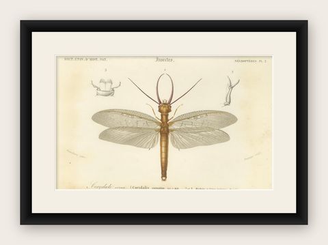 Antique Dragonfly Engraving, Corydale Cornu, French Neuropteres Print c.1800, shown framed