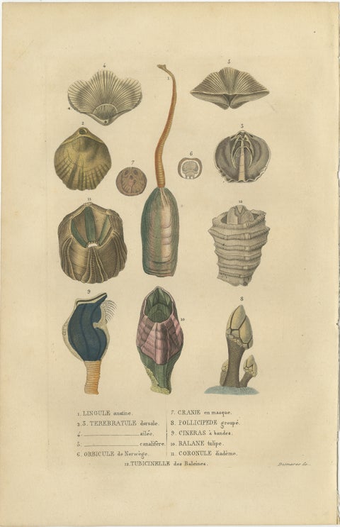 Marine Curiosities: An Assortment of Shells and Sea Life, 1845, view 2