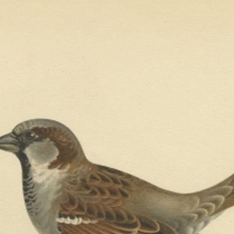 Antique Bird Print of the House Sparrow by Von Wright, 1927, close-up 1