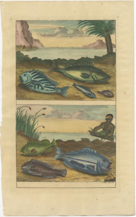 Set of 12 Colored Antique Prints of various Fish species and other Marine Life, view 6