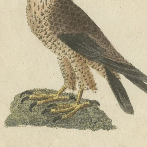 Falcons and Hawks including the Peregrine, Antique Bertuch Print, circa 1805, close-up 1