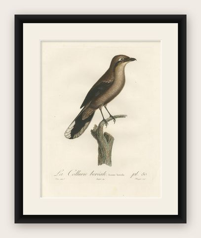 An 1807 Large Hand-Finished Ornithological Study of a Northern Shrike, shown framed