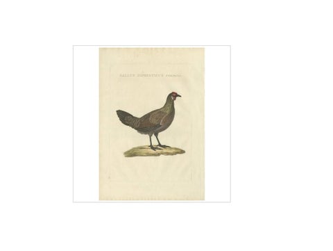 Hen, Gallus Domesticus Foemina, Nozeman & Sepp Antique Bird Print, c.1829, view 2