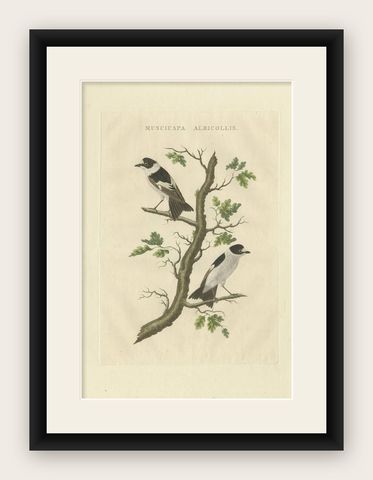 Antique Bird Print of the Collared Flycatcher by Sepp & Nozeman, 1829, shown framed