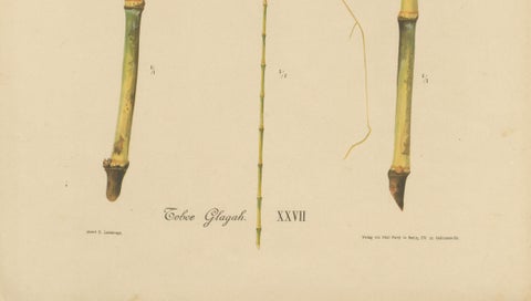 Antique Sugarcane Botanical Chromolithograph, Teboe Glagah, Java 1892, close-up 3