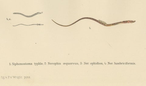 Pipefish and Worm Pipefish - Graceful and Slender Scandinavian Fish Lithograph, close-up 4