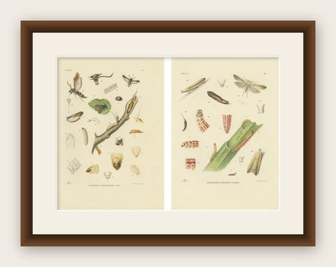 Antique Pair of Sciapteron Xystophora Moths, Hand-Colored by Sepp & Brants, 1906, shown framed