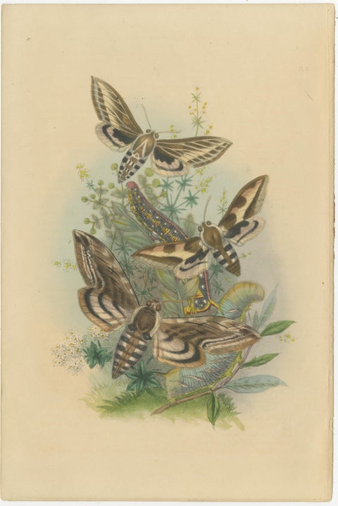 Stunning Vintage Butterfly and Moth Illustration Compilation, Hand-colored, 1860, view 2